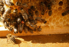 bienen4