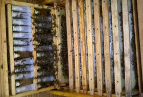 bienen5