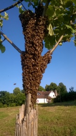 bienen6.